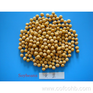 High Protein Dry Soybean